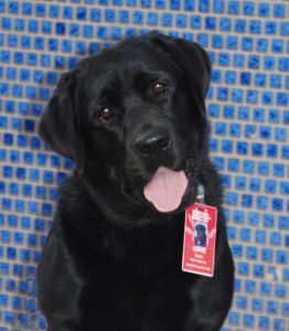 Pet Therapy dog with short black hair