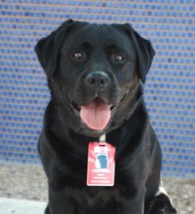 Pet Therapy dog with short black hair