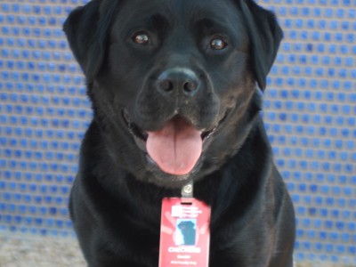 A black dog named Checkers smiling