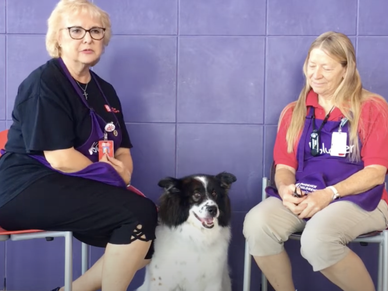 People talking about pet volunteering