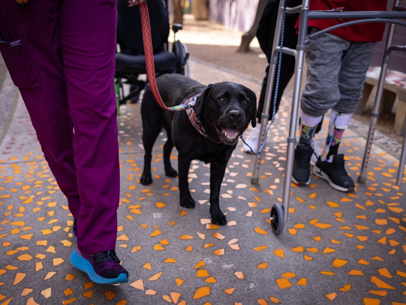 Black dog smiling and walking with hospital worker and patient